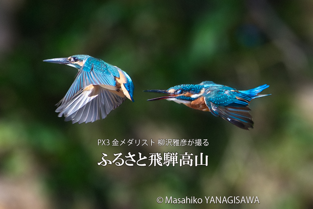 飛騨高山に棲むカワセミの写真。撮影・柳沢雅彦