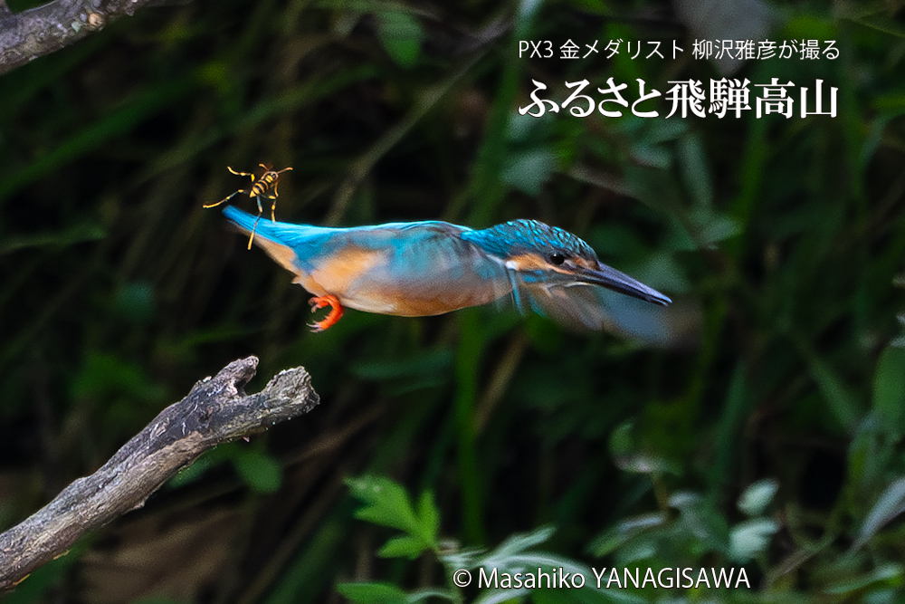 飛騨高山に棲むカワセミとハチの写真。撮影・柳沢雅彦