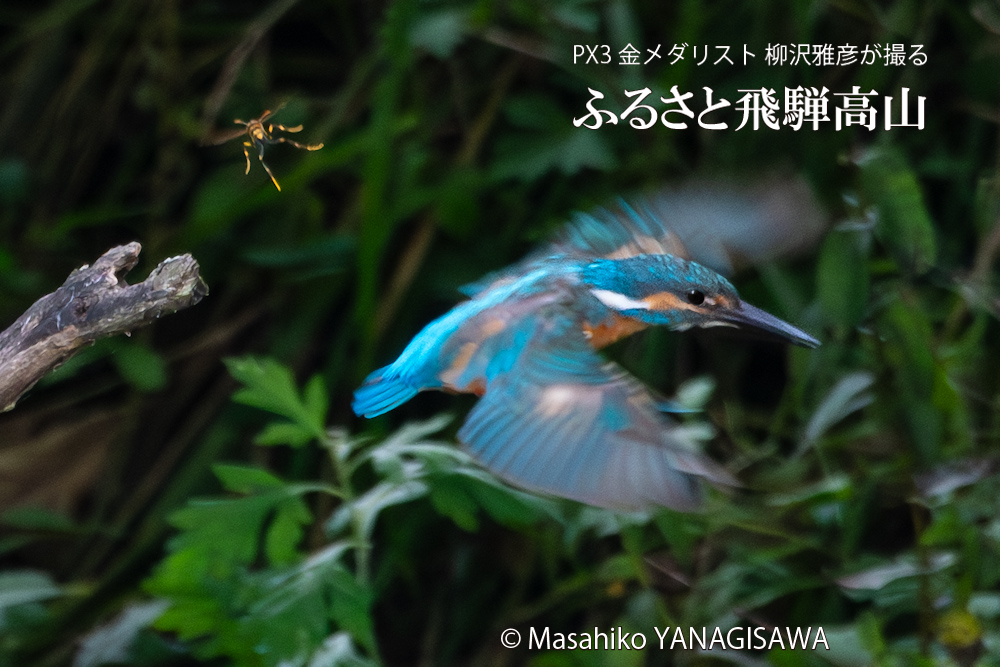 飛騨高山に棲むカワセミとハチの写真。撮影・柳沢雅彦