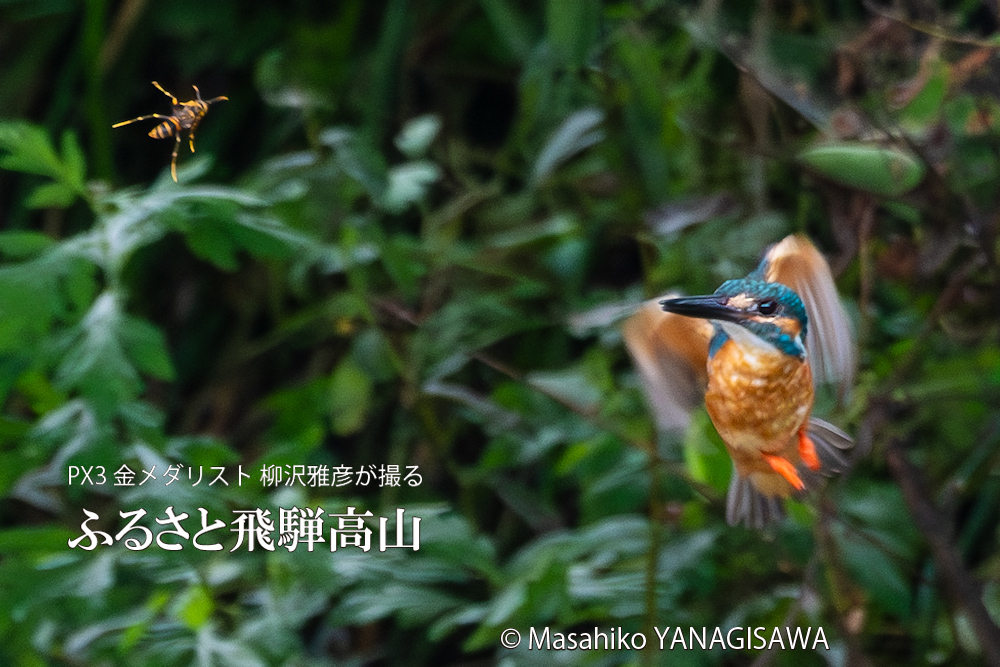 飛騨高山に棲むカワセミとハチの写真。撮影・柳沢雅彦