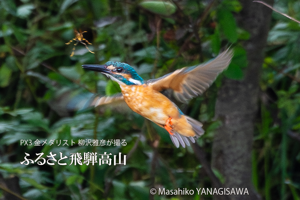 飛騨高山に棲むカワセミとハチの写真。撮影・柳沢雅彦