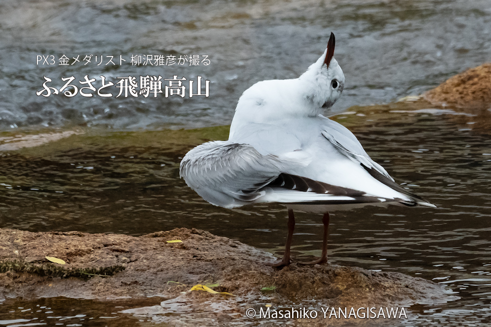 飛騨高山に棲むユリカモメの写真。撮影・柳沢雅彦