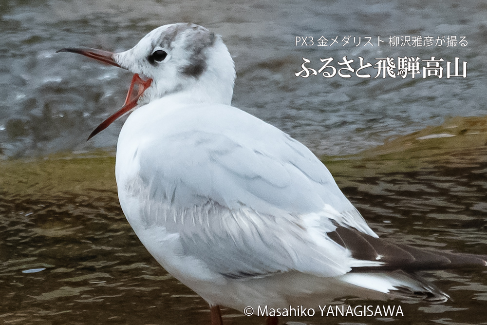飛騨高山に棲むユリカモメの写真。撮影・柳沢雅彦