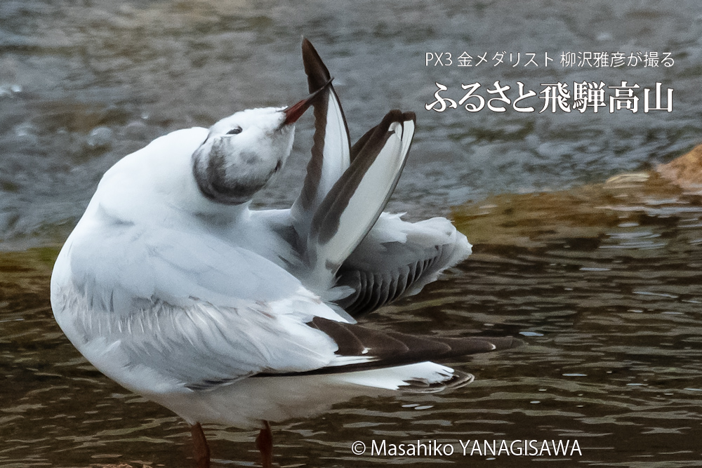 飛騨高山に棲むユリカモメの写真。撮影・柳沢雅彦