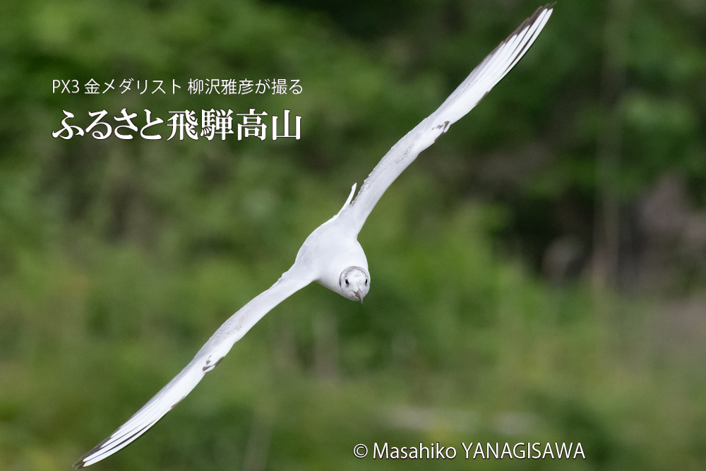 飛騨高山に棲むユリカモメの写真。撮影・柳沢雅彦