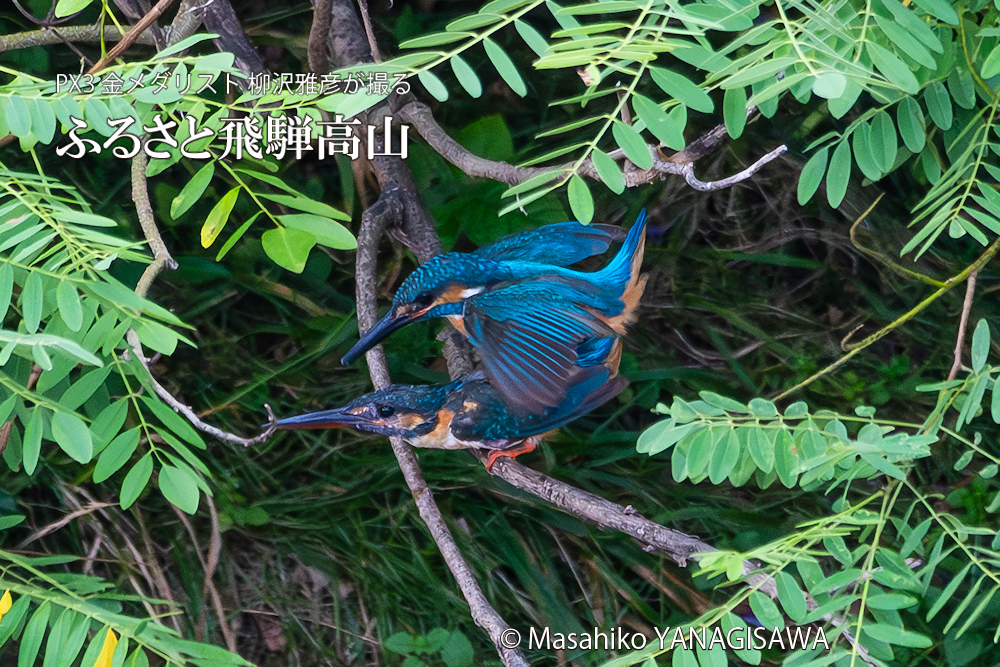 飛騨高山に棲むカワセミの写真。撮影・柳沢雅彦