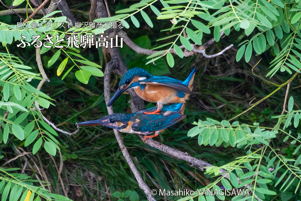 飛騨高山に棲むカワセミの写真。撮影・柳沢雅彦