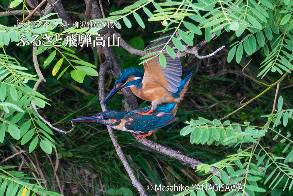 飛騨高山に棲むカワセミの写真。撮影・柳沢雅彦