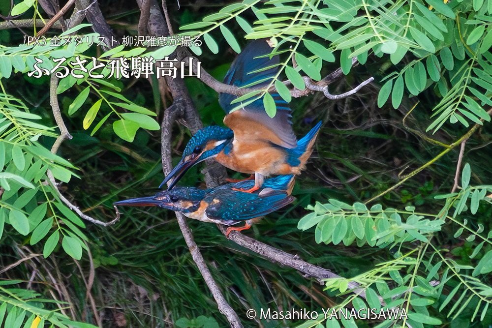 飛騨高山に棲むカワセミの写真。撮影・柳沢雅彦