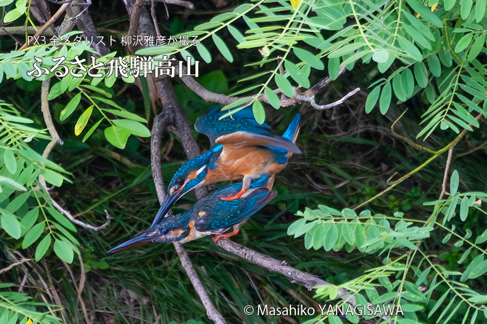 飛騨高山に棲むカワセミの写真。撮影・柳沢雅彦