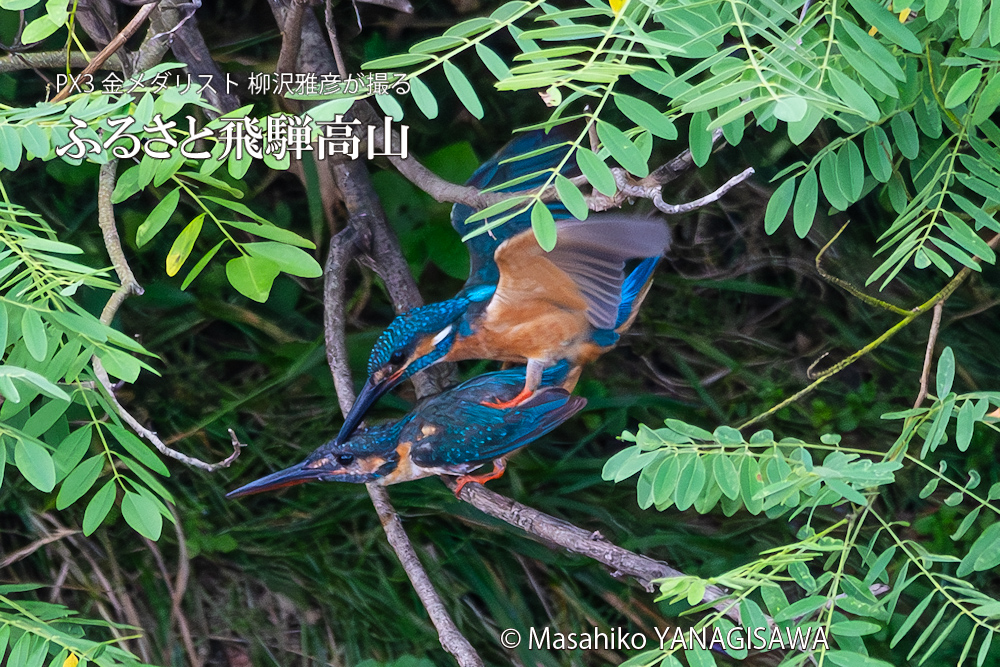飛騨高山に棲むカワセミの写真。撮影・柳沢雅彦