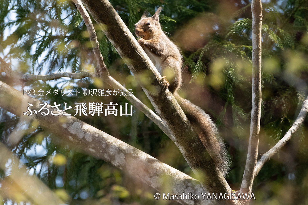 飛騨高山に棲む二ホンリスの写真。撮影・柳沢雅彦