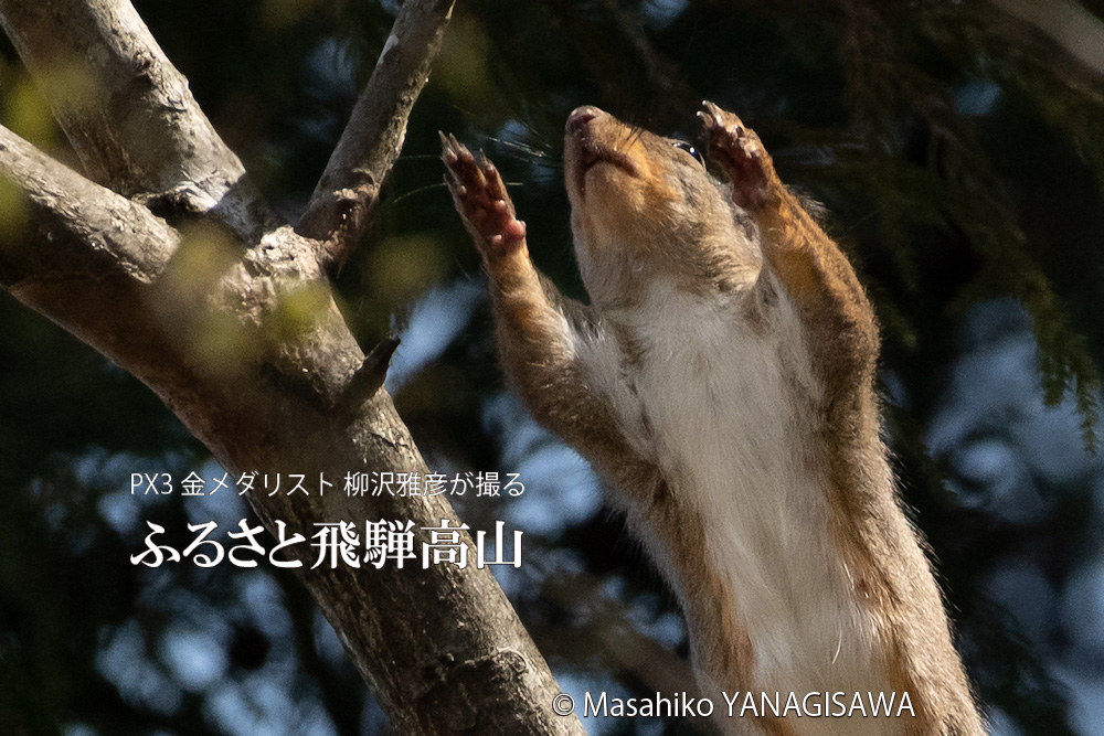 飛騨高山に棲む二ホンリスの写真。撮影・柳沢雅彦