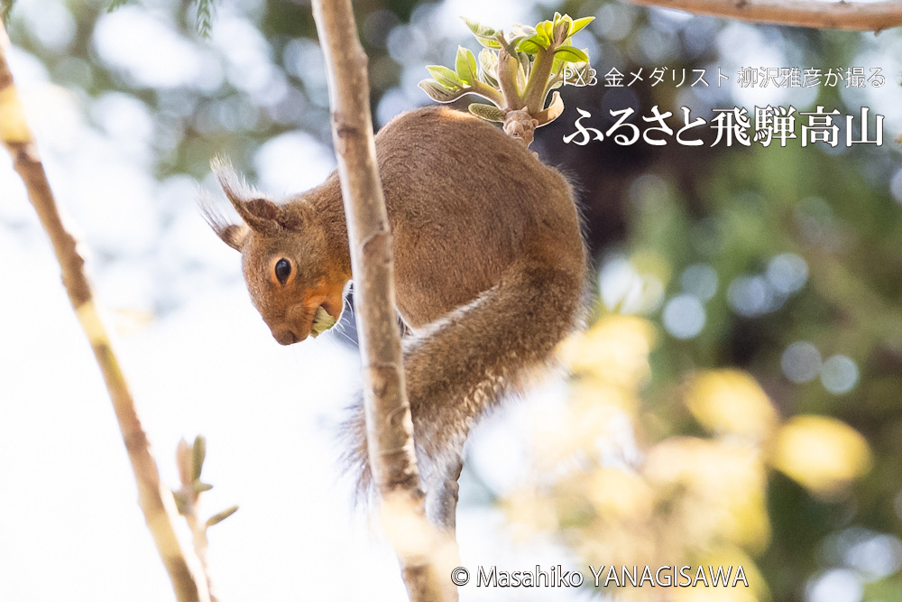 飛騨高山に棲む二ホンリスの写真。撮影・柳沢雅彦
