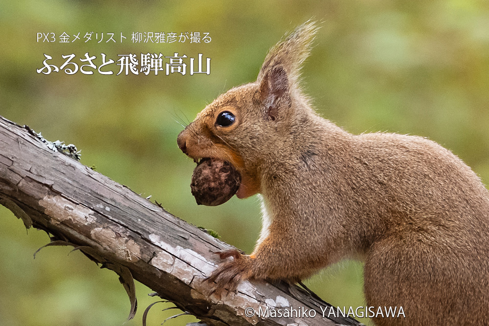 飛騨高山に棲む二ホンリスの写真。撮影・柳沢雅彦