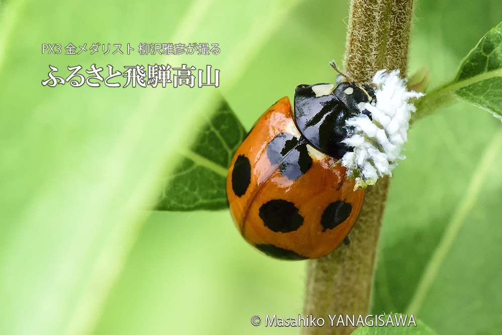 飛騨高山に棲むテントウムシの写真。撮影・柳沢雅彦