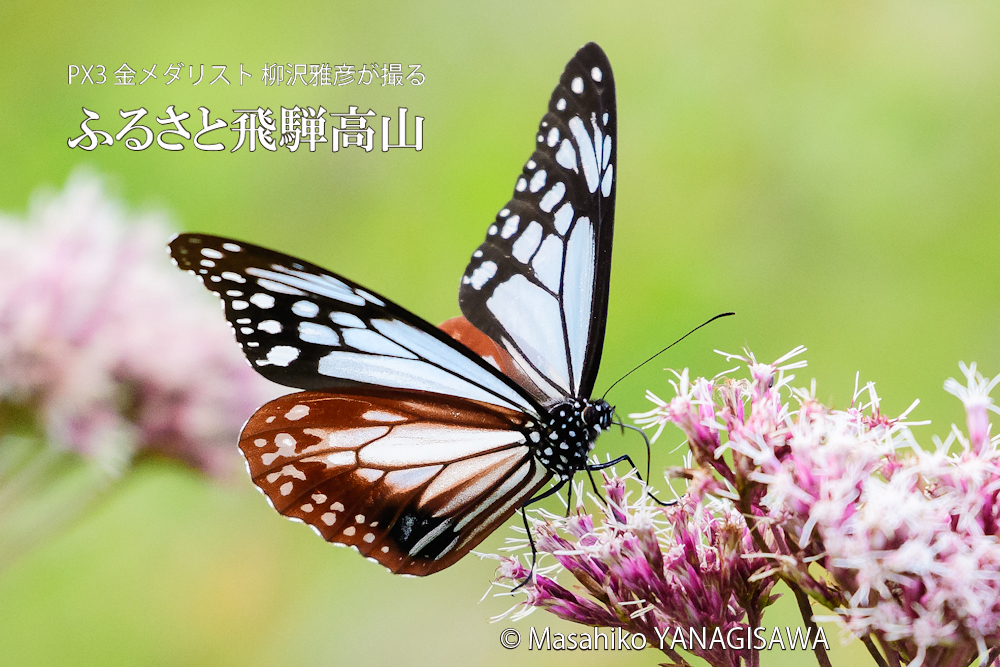 飛騨高山に棲むアサギマダラの写真。撮影・柳沢雅彦