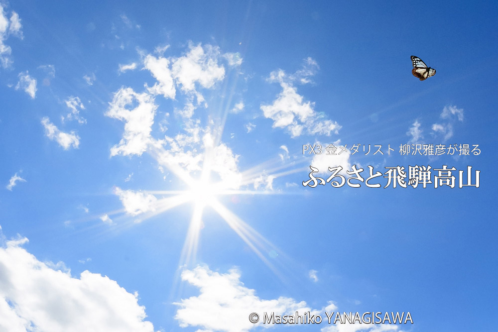 飛騨高山に棲むアサギマダラの写真。撮影・柳沢雅彦