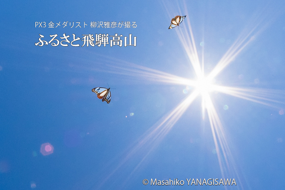 飛騨高山に棲むアサギマダラの写真。撮影・柳沢雅彦