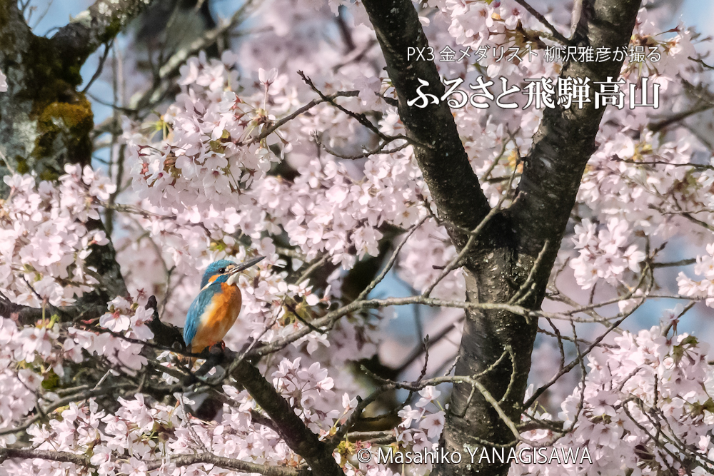飛騨高山に棲むカワセミの写真。撮影・柳沢雅彦