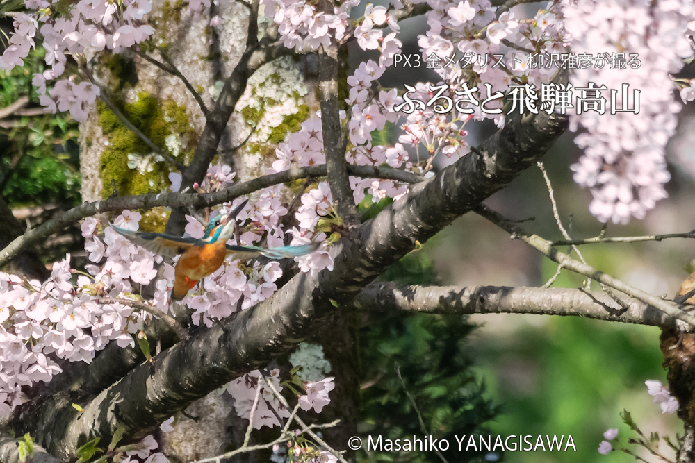 飛騨高山に棲むカワセミの写真。撮影・柳沢雅彦