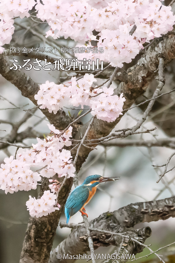 飛騨高山に棲むカワセミの写真。撮影・柳沢雅彦