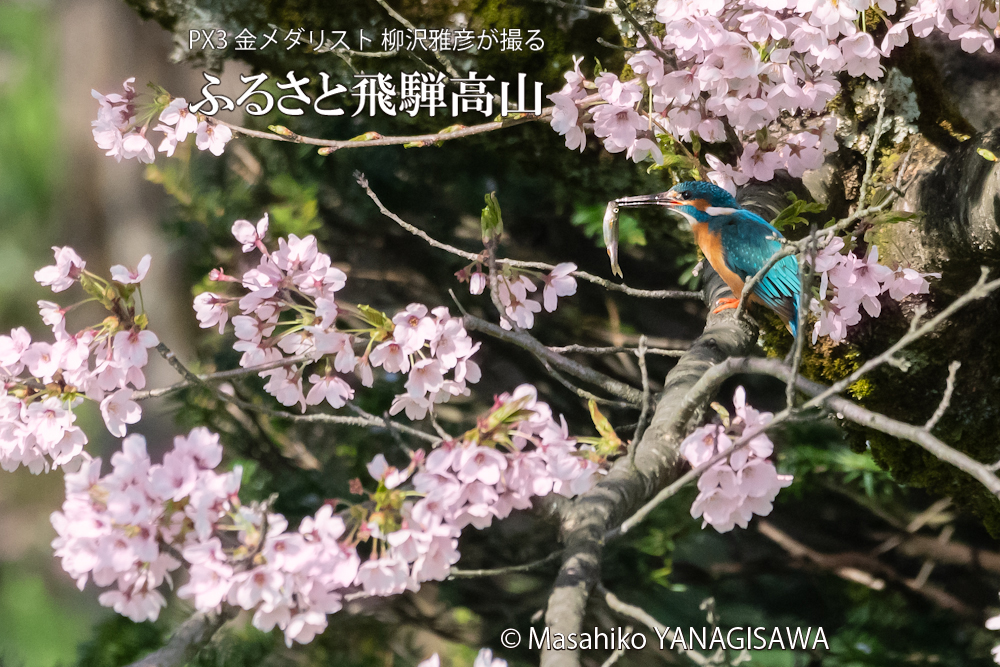 飛騨高山に棲むカワセミの写真。撮影・柳沢雅彦