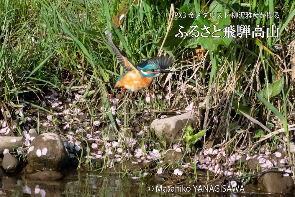 飛騨高山に棲むカワセミの写真。撮影・柳沢雅彦