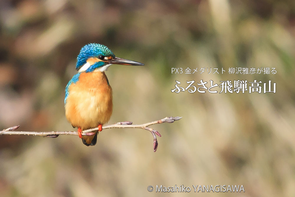 飛騨高山に棲むカワセミの写真。撮影・柳沢雅彦