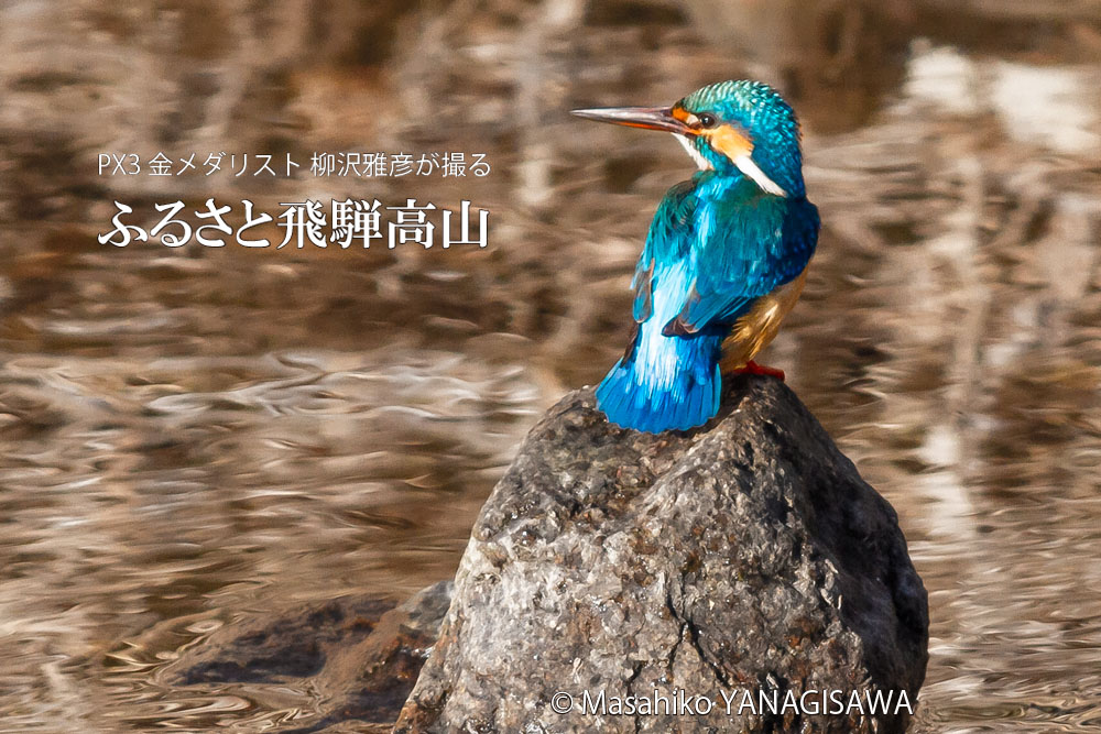 飛騨高山に棲むカワセミの写真。撮影・柳沢雅彦