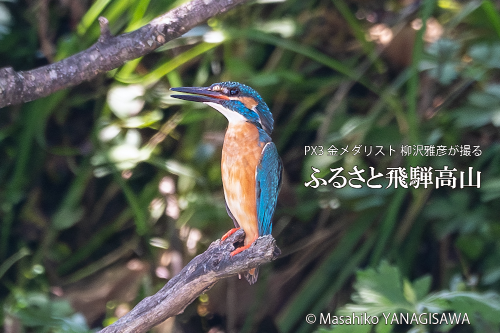 飛騨高山に棲むカワセミの写真。撮影・柳沢雅彦