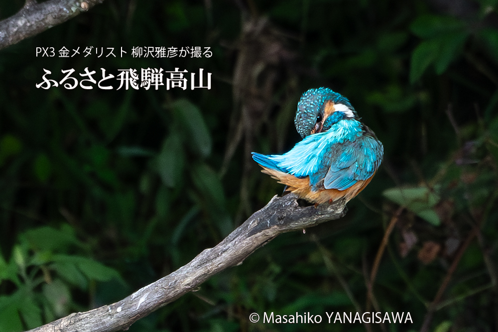 飛騨高山に棲むカワセミの写真。撮影・柳沢雅彦