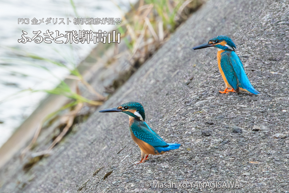 飛騨高山に棲むカワセミの写真。撮影・柳沢雅彦
