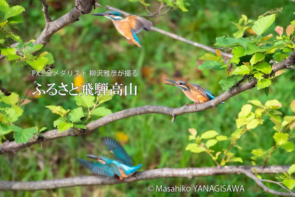 飛騨高山に棲むカワセミの写真。撮影・柳沢雅彦