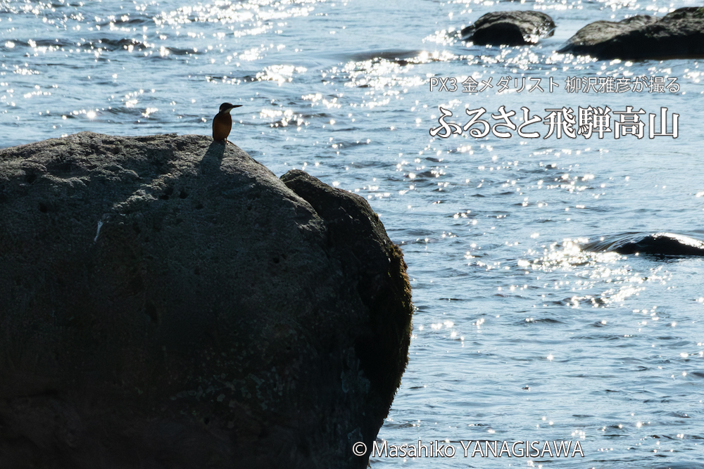 飛騨高山に棲むカワセミの写真。撮影・柳沢雅彦