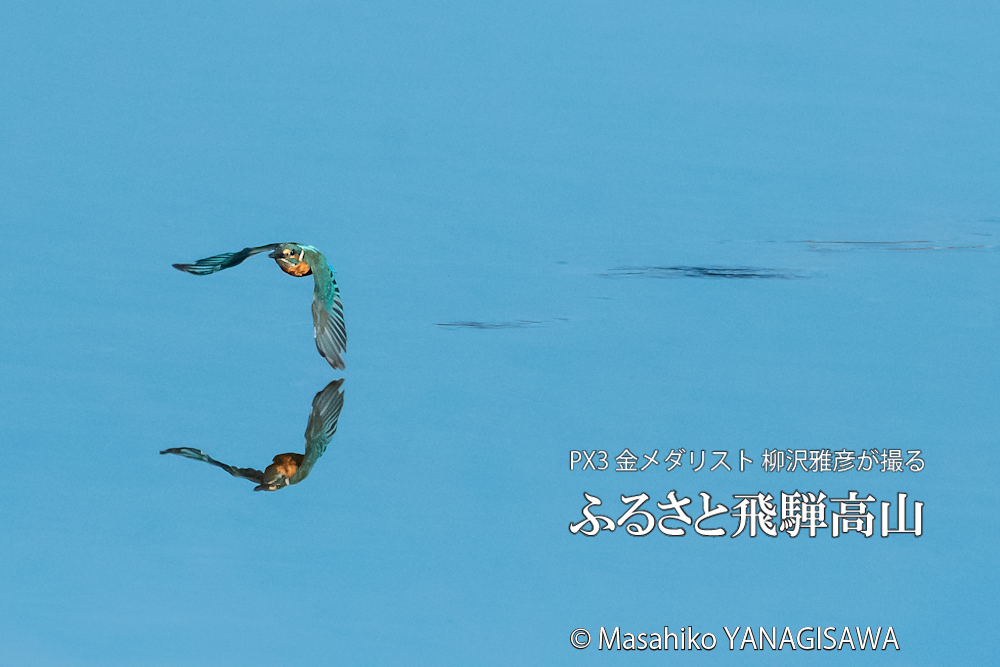 飛騨高山に棲むカワセミの写真。撮影・柳沢雅彦