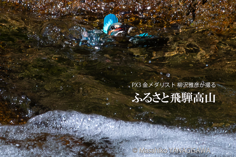 飛騨高山に棲むカワセミの写真。撮影・柳沢雅彦