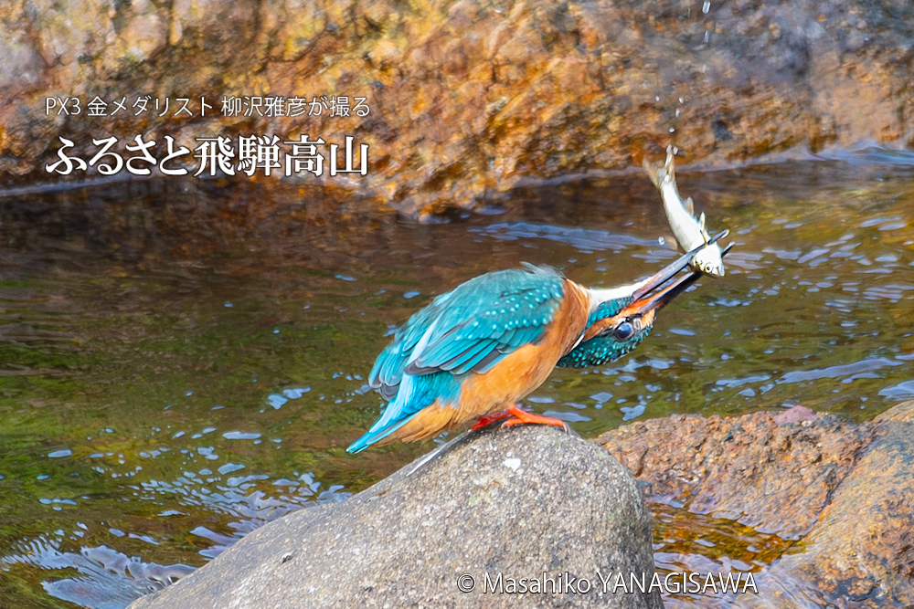 飛騨高山に棲むカワセミの写真。撮影・柳沢雅彦