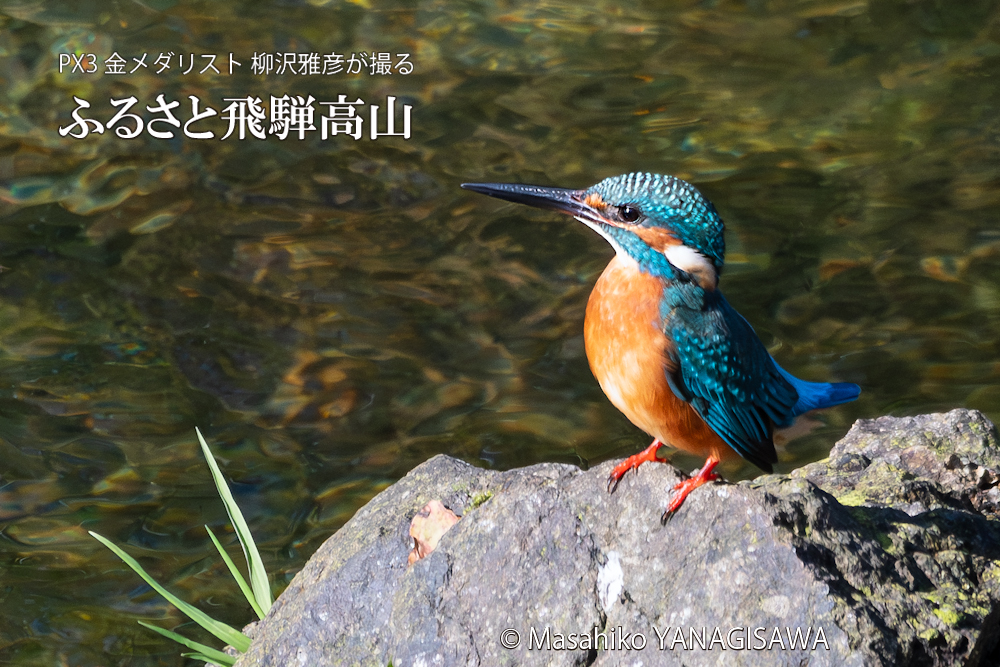 飛騨高山に棲むカワセミの写真。撮影・柳沢雅彦