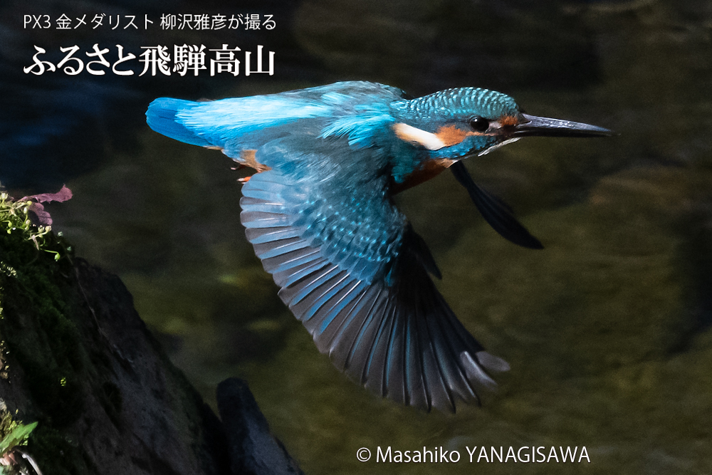 飛騨高山に棲むカワセミの写真。撮影・柳沢雅彦