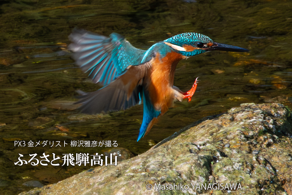 飛騨高山に棲むカワセミの写真。撮影・柳沢雅彦