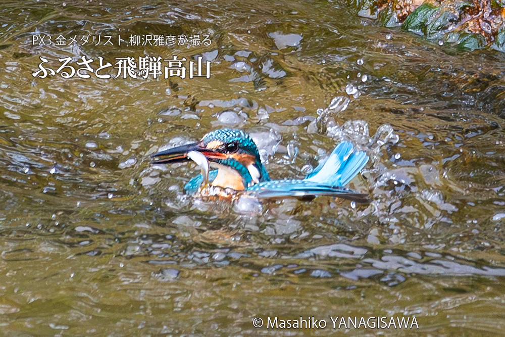 飛騨高山に棲むカワセミの写真。撮影・柳沢雅彦