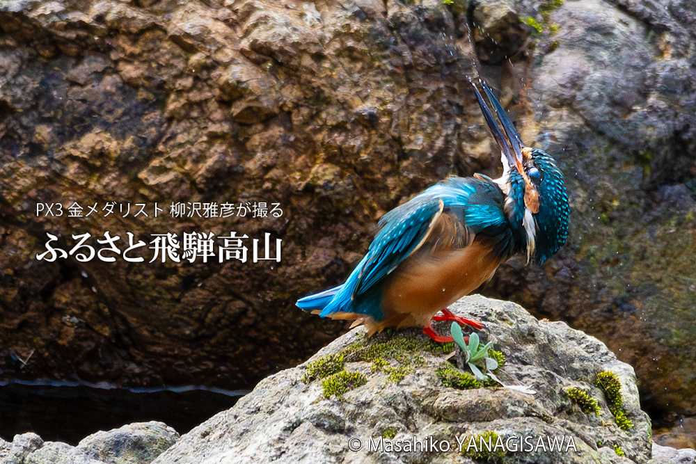 飛騨高山に棲むカワセミの写真。撮影・柳沢雅彦