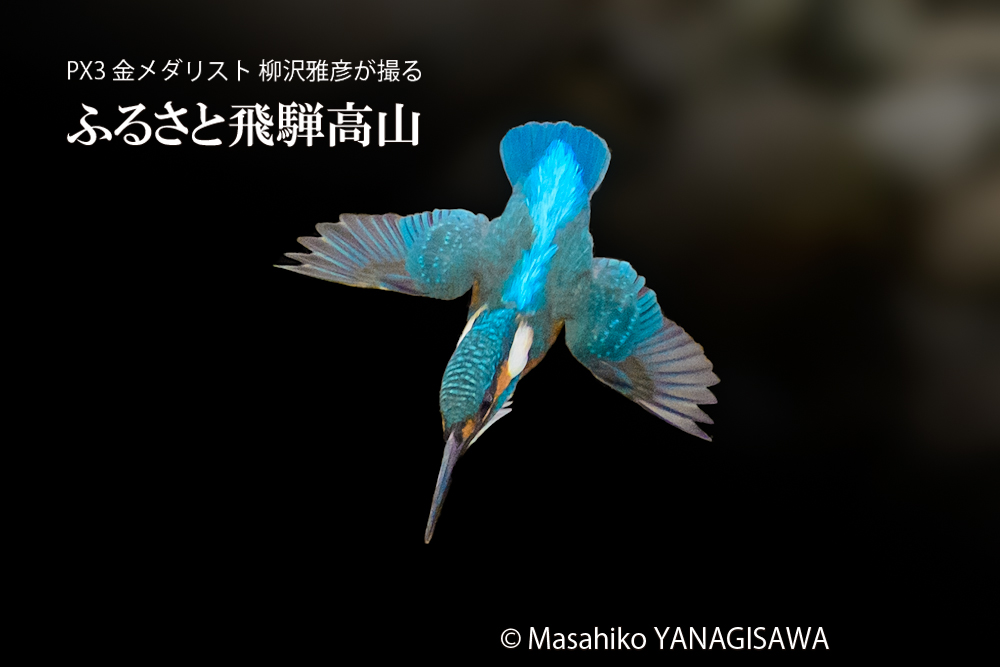 飛騨高山に棲むカワセミの写真。撮影・柳沢雅彦