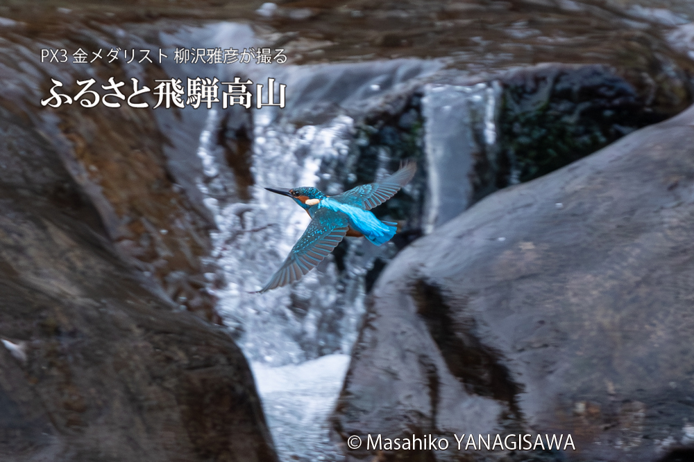 飛騨高山に棲むカワセミの写真。撮影・柳沢雅彦