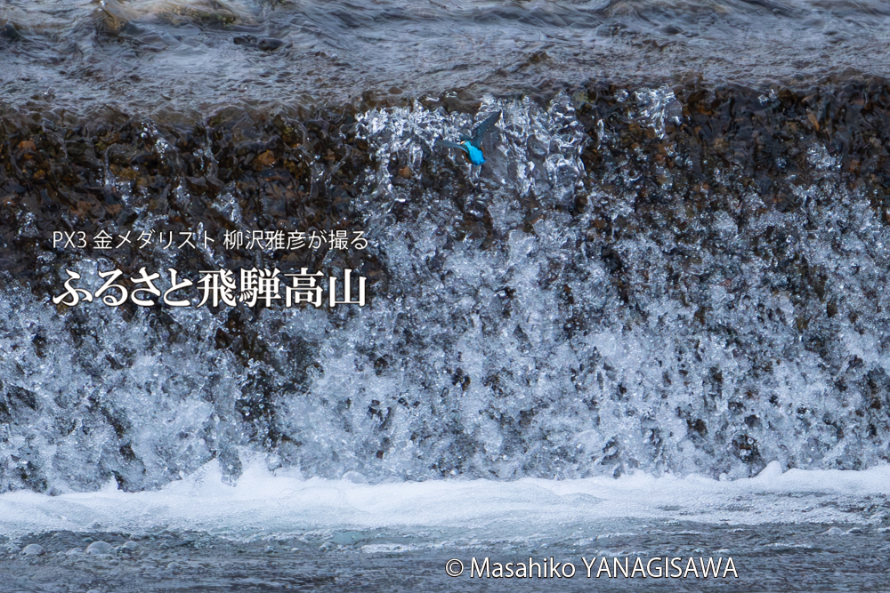 飛騨高山に棲むカワセミの写真。撮影・柳沢雅彦