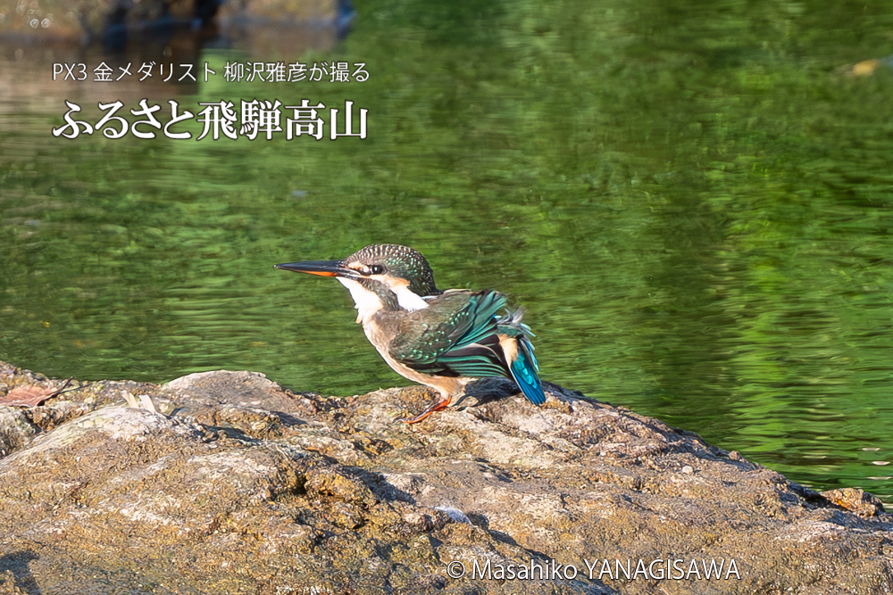 飛騨高山に棲むカワセミの写真。撮影・柳沢雅彦