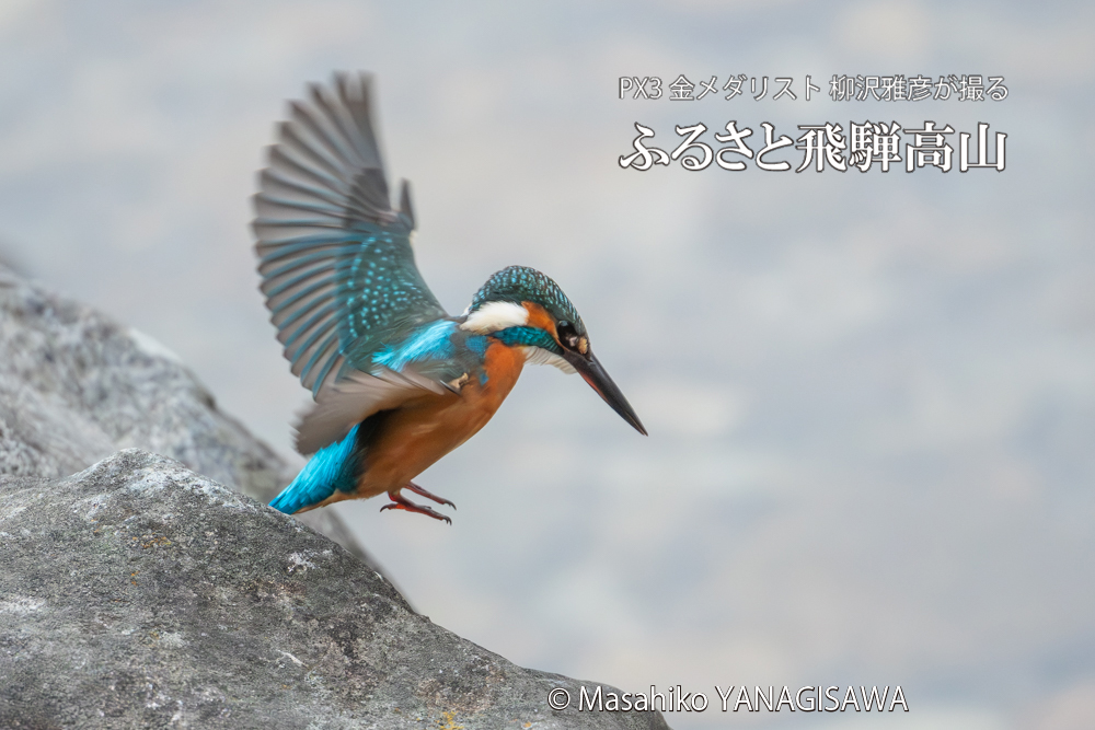 飛騨高山に棲むカワセミの写真。撮影・柳沢雅彦