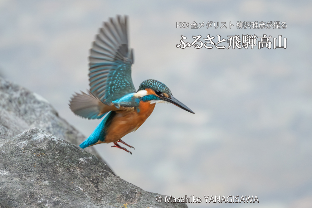 飛騨高山に棲むカワセミの写真。撮影・柳沢雅彦