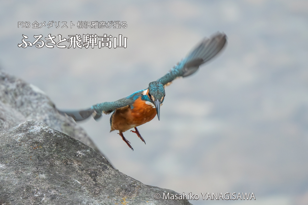 飛騨高山に棲むカワセミの写真。撮影・柳沢雅彦